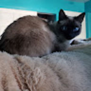 Meet your Posher, Miranda